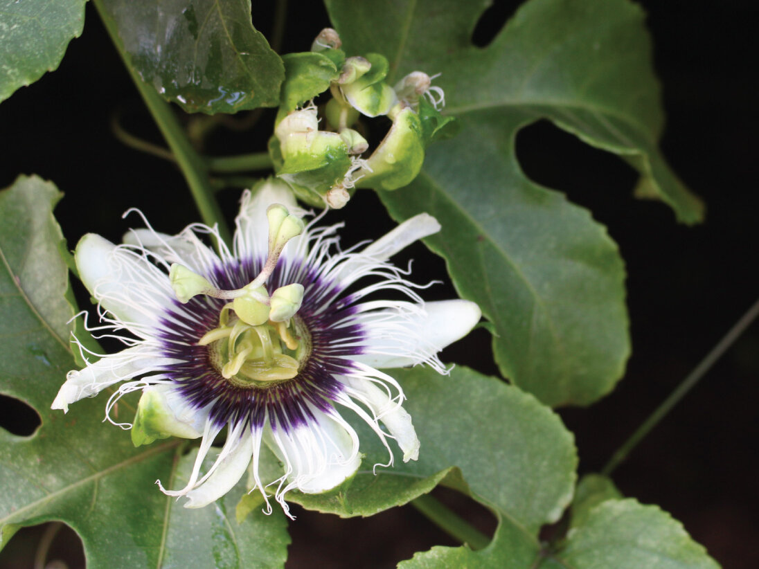 passionfruit flower and vine