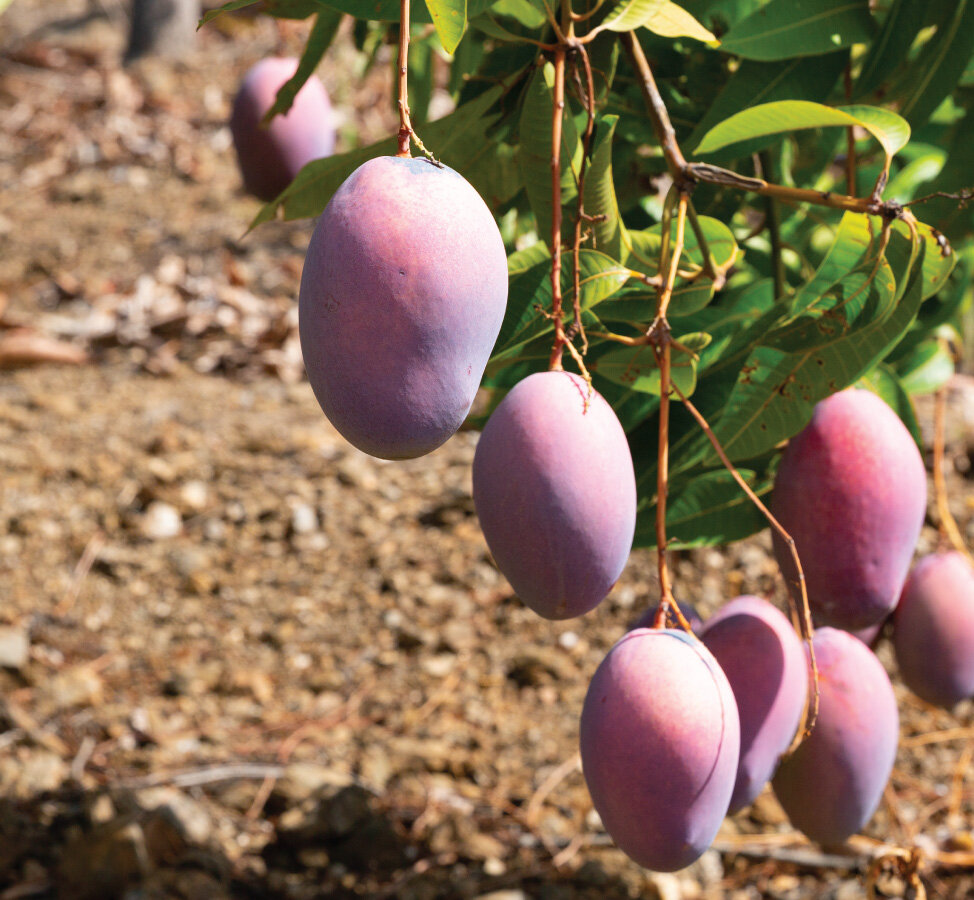 Keitt mangos hanging from tree