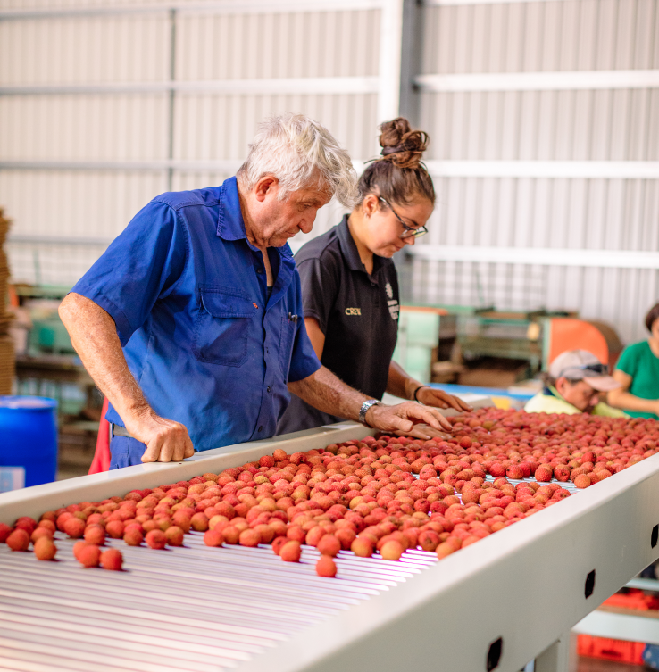 Lychee quality control at Rocky Creek Orchards