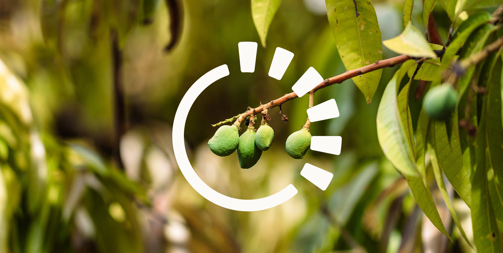 Rocky Creek Orchards mango with logo