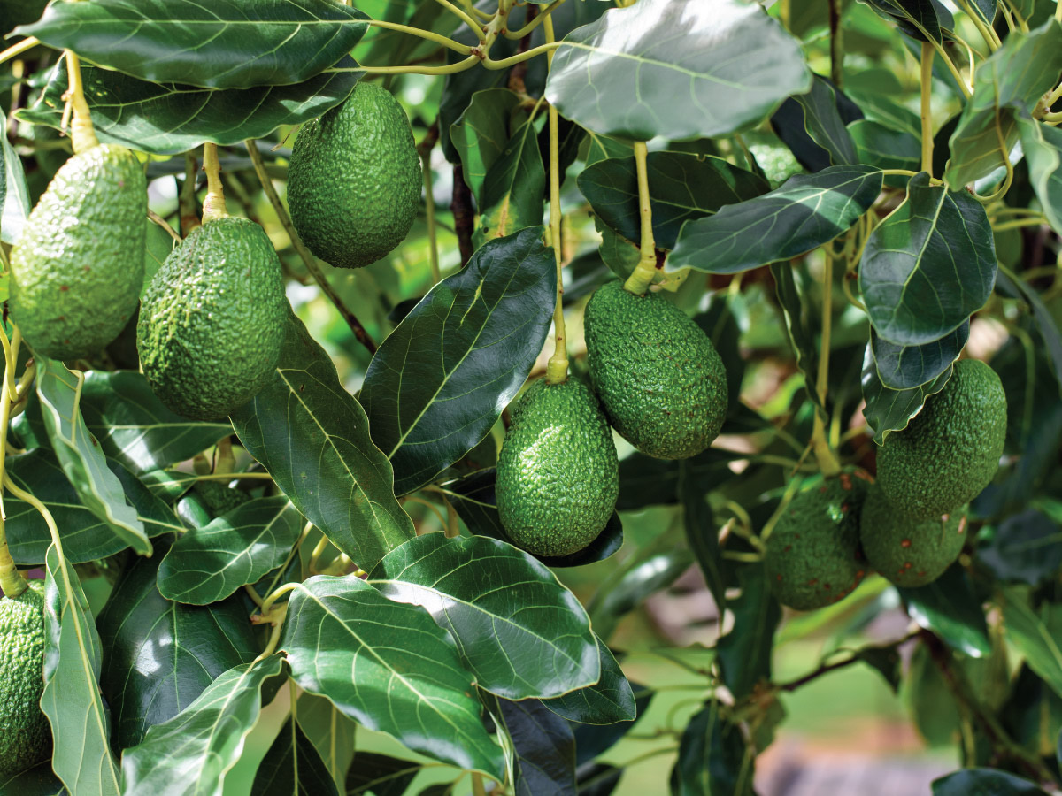 Avocados growing on trees