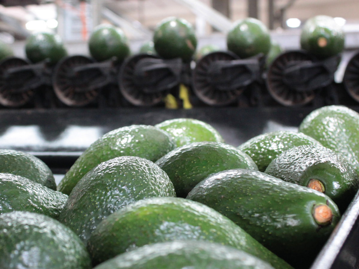 textured avocado on processing belt