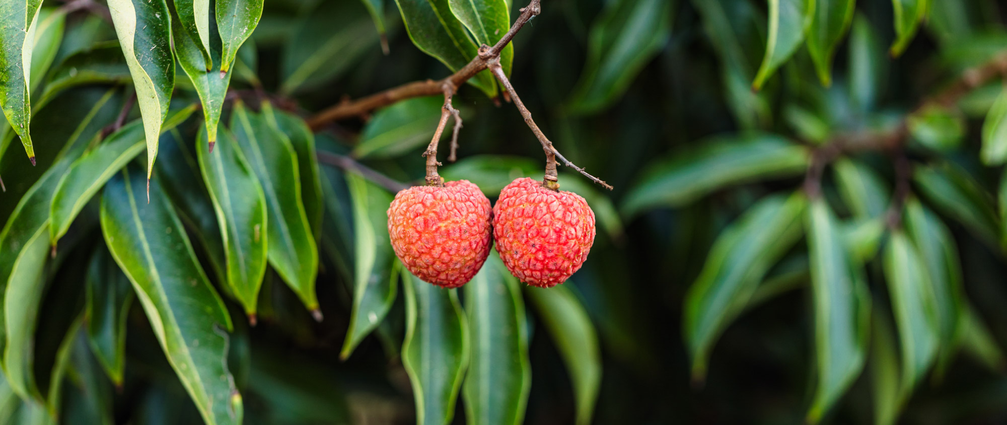 Ripe lychees on tree