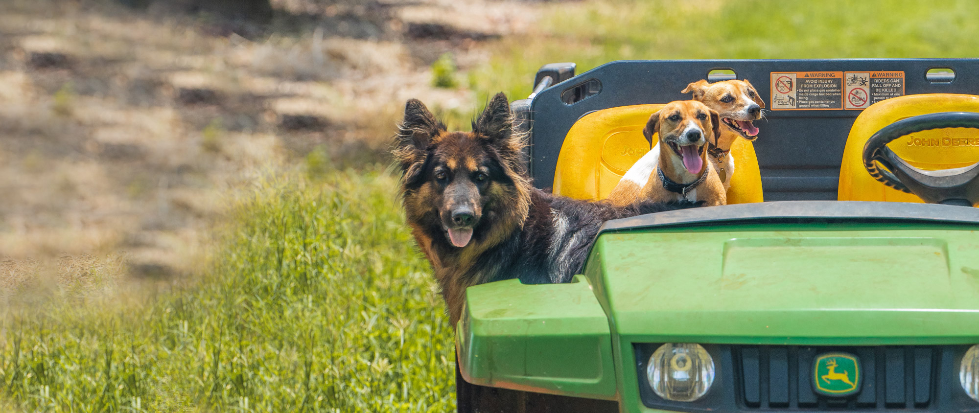 Farm dogs on tractor
