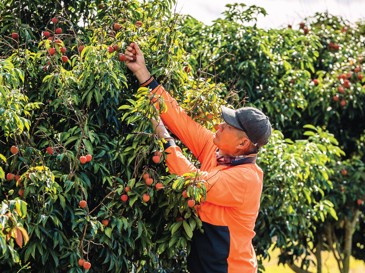 Worker picking lychees