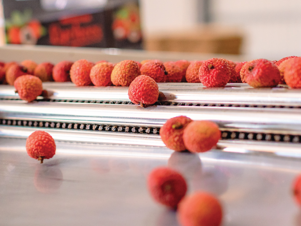 Lychees rolling on processing table