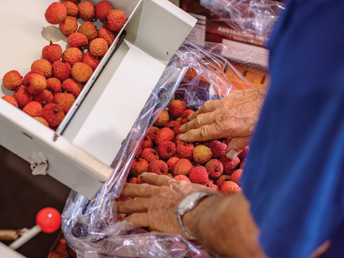 Sorting lychees in Rocky Creek shed