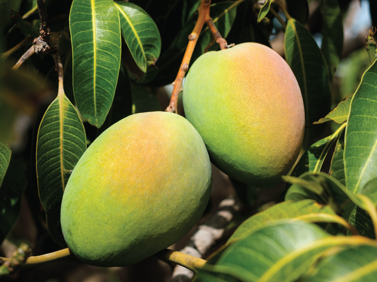 Ripe mangoes on tree