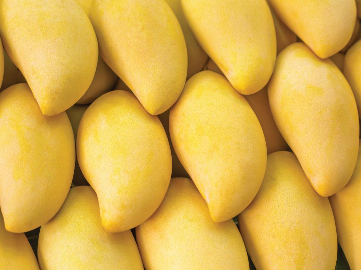 Close up of carabao mangoes
