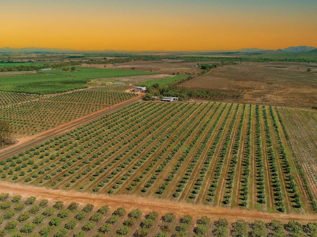 mutchilba farm aerial photo of crops