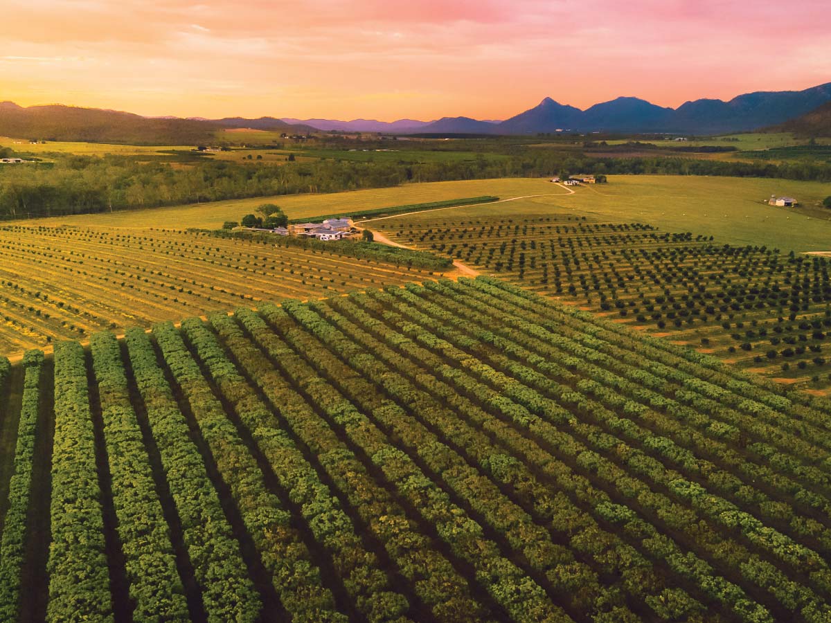 aerial shot of farm crops