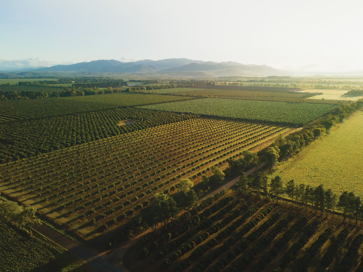 Tolga farm aerial view