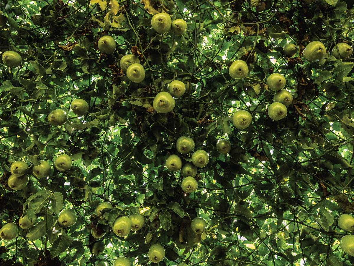 Passionfruit crop view from below