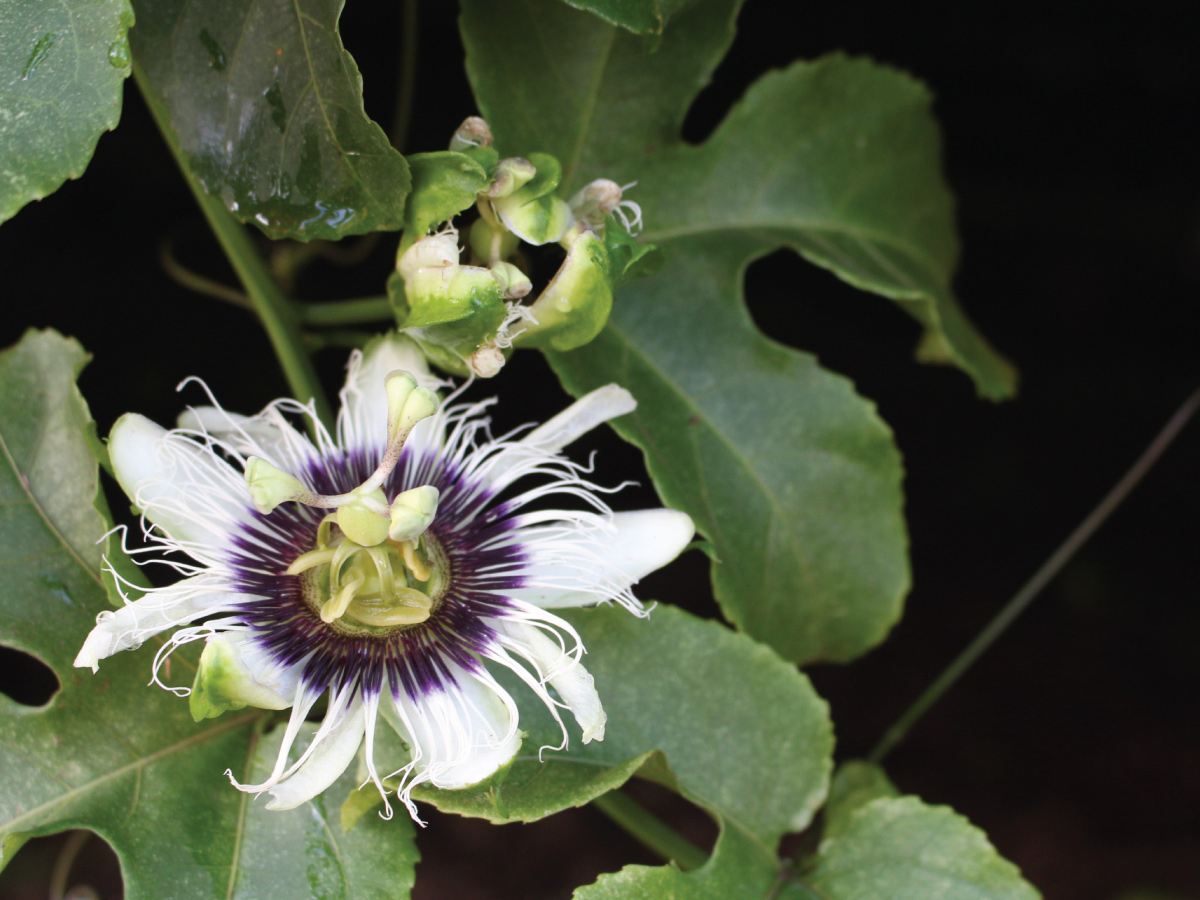 passionfruit flower and vine