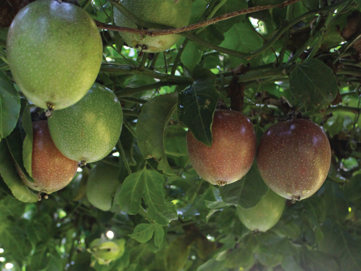 Ripe passionfruit ready for picking