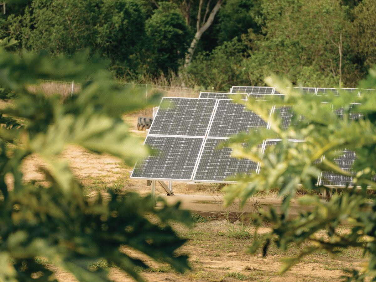 Solar panel behind fruit trees