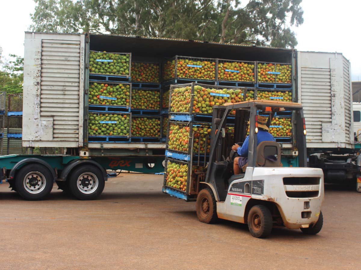 Loading surplus mangoes onto truck